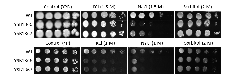 Osmotic stress phenotype for CNAG_05431T0