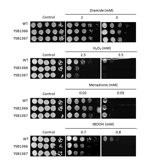 Oxidative stress phenotype for CNAG_05431T0