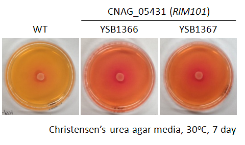 Urease phenotype for CNAG_05431T0