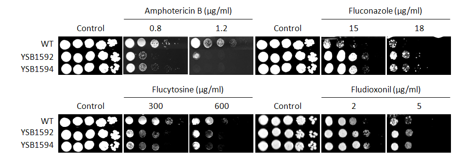 Antifungal drug susceptibility for CNAG_05538T0