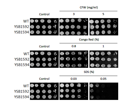 Cell wall stress phenotype for CNAG_05538T0