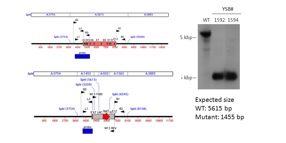 Gene disruption strategy for CNAG_05538T0