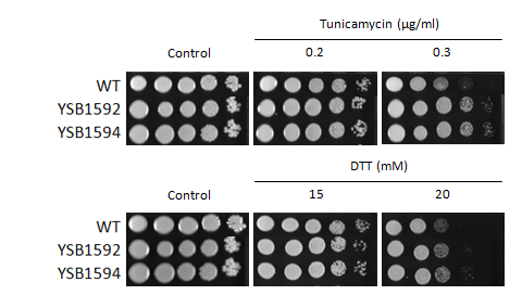 ER stress phenotype for CNAG_05538T0