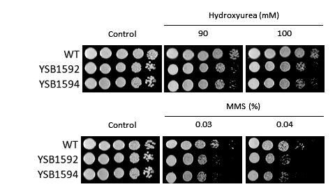 Genotoxic stress phenotype for CNAG_05538T0