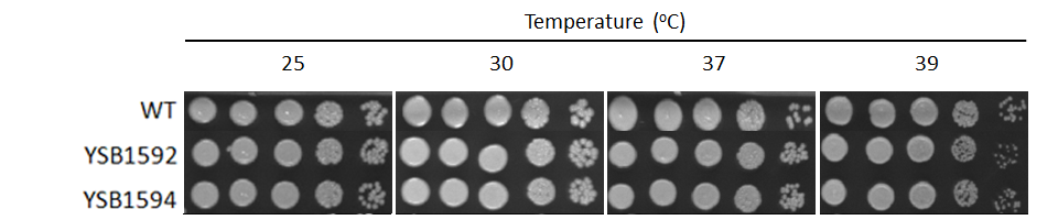 Growth phenotype for CNAG_05538T0