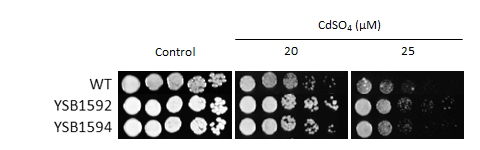 Heavy metal stress phenotype for CNAG_05538T0