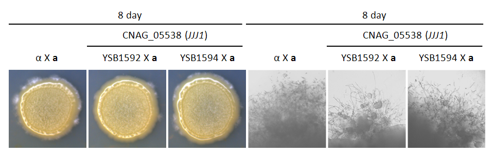 Mating phenotype for CNAG_05538T0