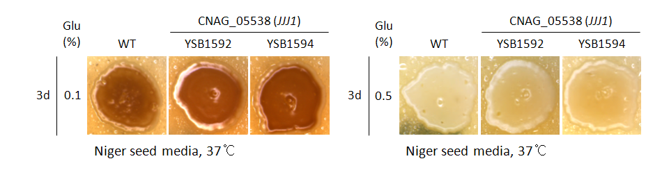Melanin phenotype for CNAG_05538T0