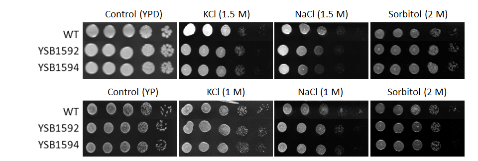 Osmotic stress phenotype for CNAG_05538T0