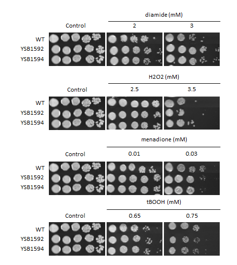 Oxidative stress phenotype for CNAG_05538T0