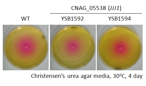 Urease phenotype for CNAG_05538T0