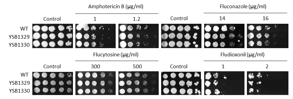 Antifungal drug susceptibility for CNAG_05642T0