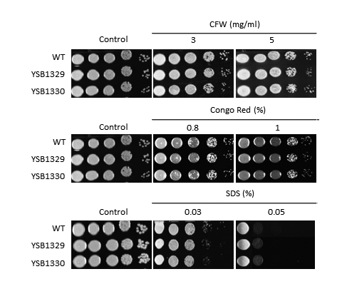 Cell wall stress phenotype for CNAG_05642T0