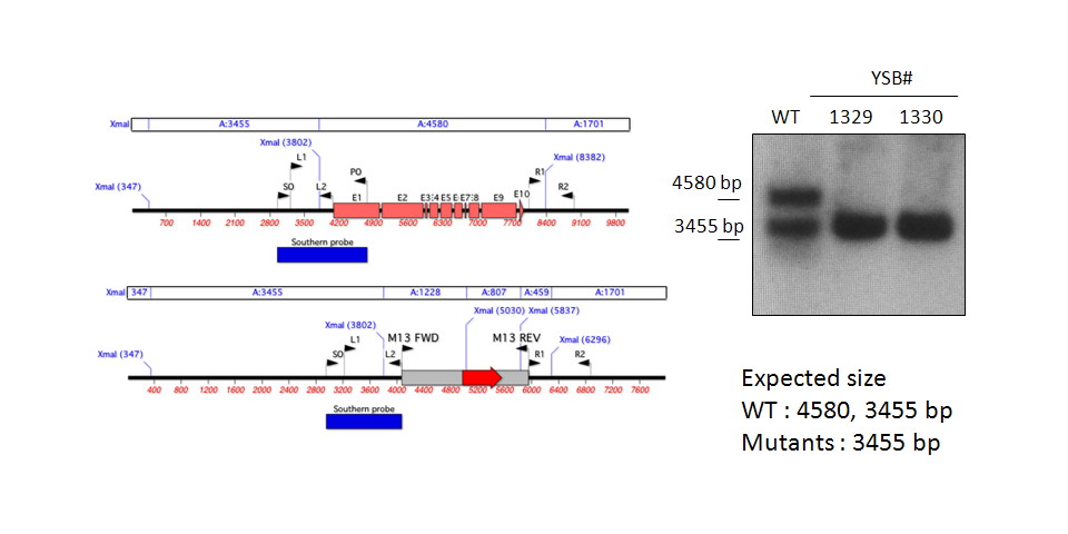 Gene disruption strategy for CNAG_05642T0