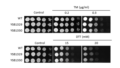 ER stress phenotype for CNAG_05642T0