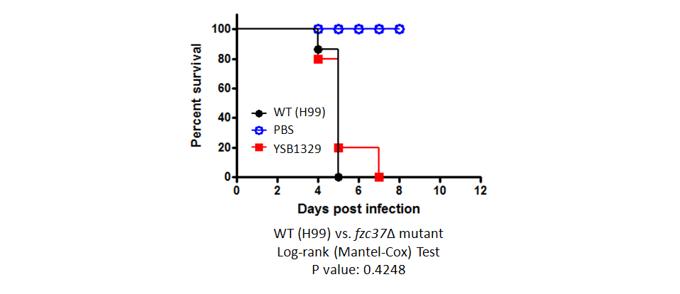 Galleria mellonella virulence data for CNAG_05642T0