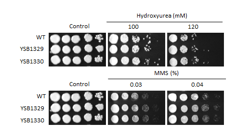 Genotoxic stress phenotype for CNAG_05642T0