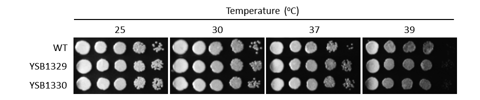 Growth phenotype for CNAG_05642T0