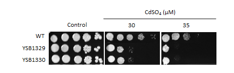 Heavy metal stress phenotype for CNAG_05642T0