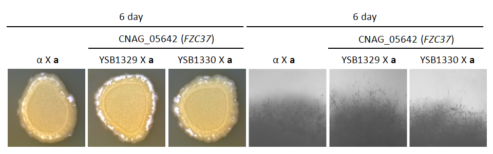 Mating phenotype for CNAG_05642T0