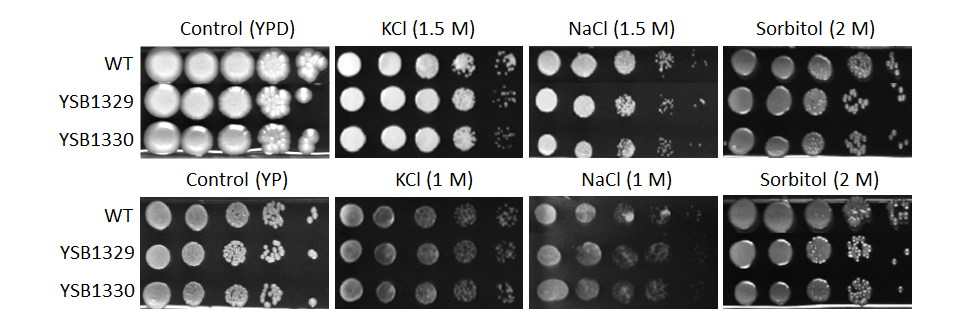 Osmotic stress phenotype for CNAG_05642T0