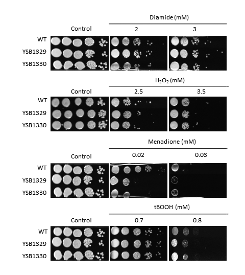 Oxidative stress phenotype for CNAG_05642T0