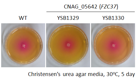 Urease phenotype for CNAG_05642T0