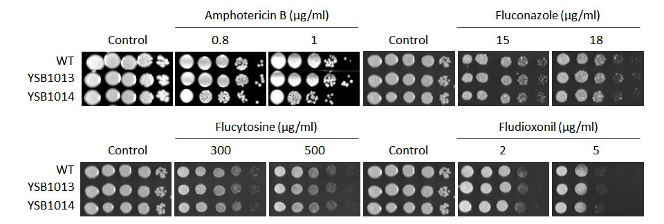 Antifungal drug susceptibility for CNAG_05785T0
