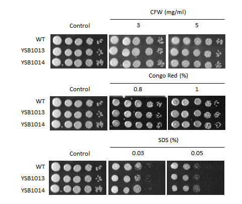 Cell wall stress phenotype for CNAG_05785T0