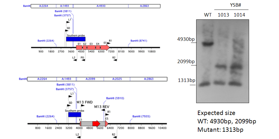 Gene disruption strategy for CNAG_05785T0