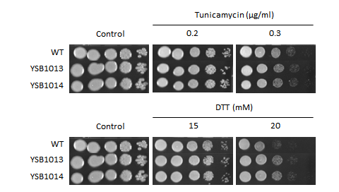 ER stress phenotype for CNAG_05785T0