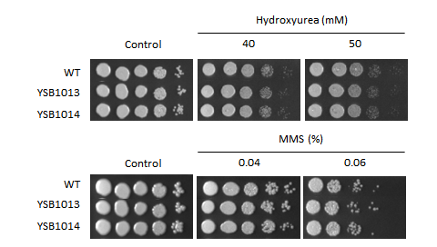 Genotoxic stress phenotype for CNAG_05785T0