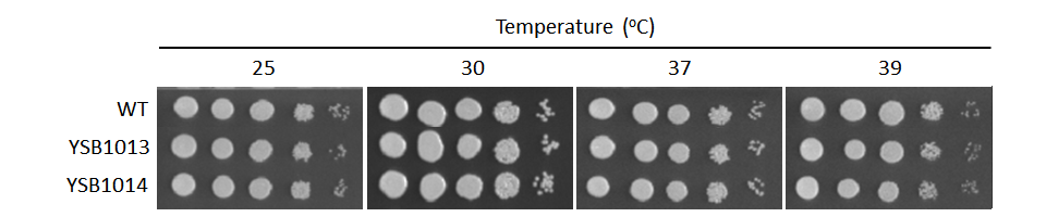 Growth phenotype for CNAG_05785T0