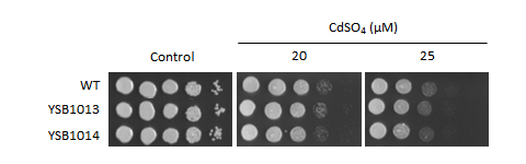 Heavy metal stress phenotype for CNAG_05785T0