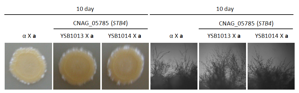 Mating phenotype for CNAG_05785T0