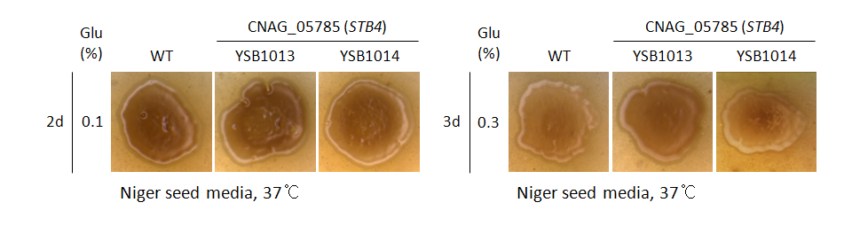 Melanin phenotype for CNAG_05785T0