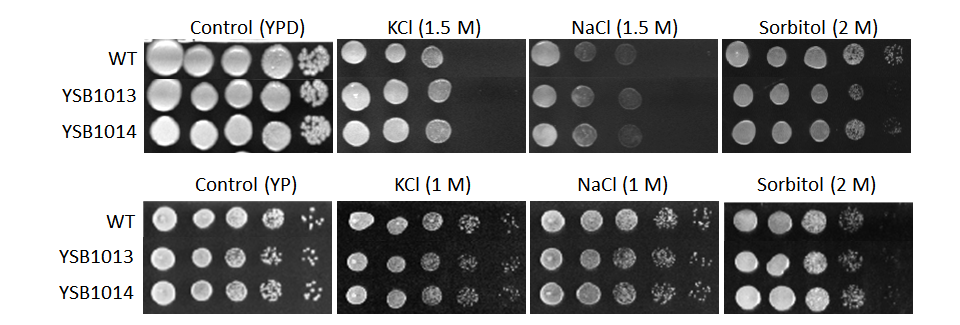 Osmotic stress phenotype for CNAG_05785T0
