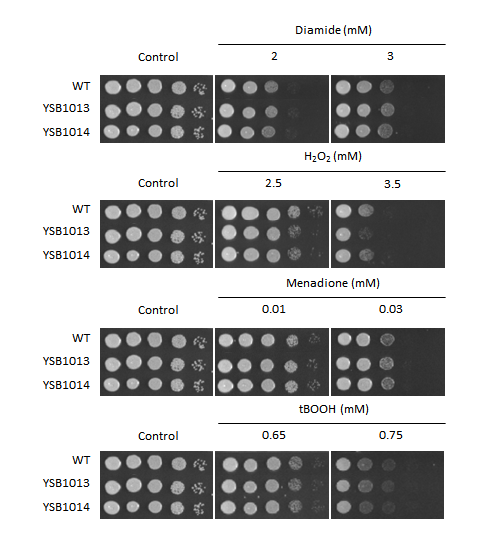 Oxidative stress phenotype for CNAG_05785T0