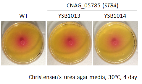 Urease phenotype for CNAG_05785T0
