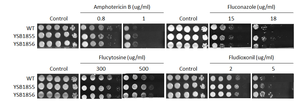 Antifungal drug susceptibility for CNAG_05861T1