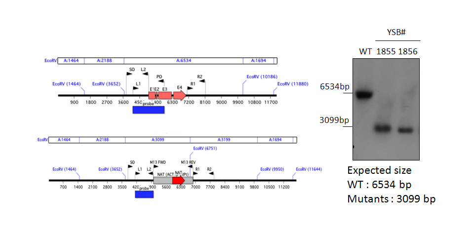 Gene disruption strategy for CNAG_05861T1