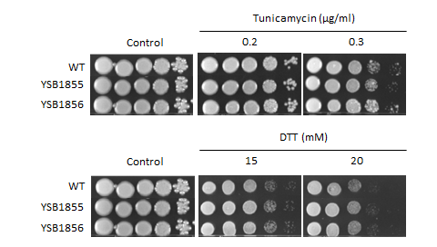 ER stress phenotype for CNAG_05861T1