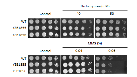 Genotoxic stress phenotype for CNAG_05861T1