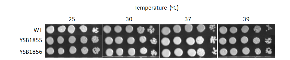 Growth phenotype for CNAG_05861T1