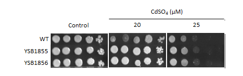 Heavy metal stress phenotype for CNAG_05861T1
