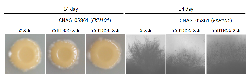 Mating phenotype for CNAG_05861T1