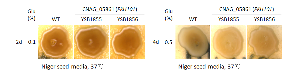 Melanin phenotype for CNAG_05861T1