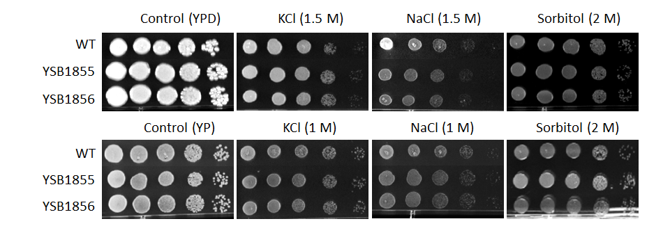 Osmotic stress phenotype for CNAG_05861T1