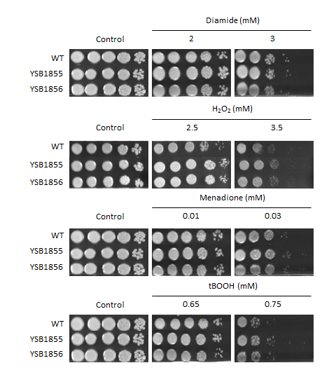 Oxidative stress phenotype for CNAG_05861T1