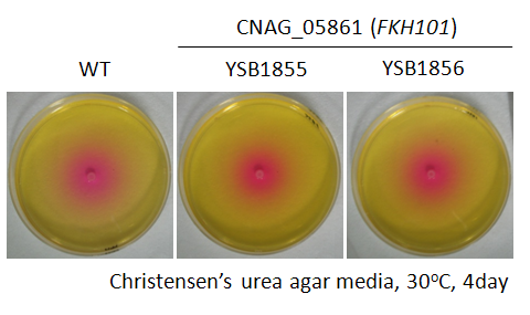 Urease phenotype for CNAG_05861T1